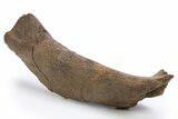 Fossil Hadrosaur (Edmontosaurus) Quadrate Bone - Wyoming #306855-2